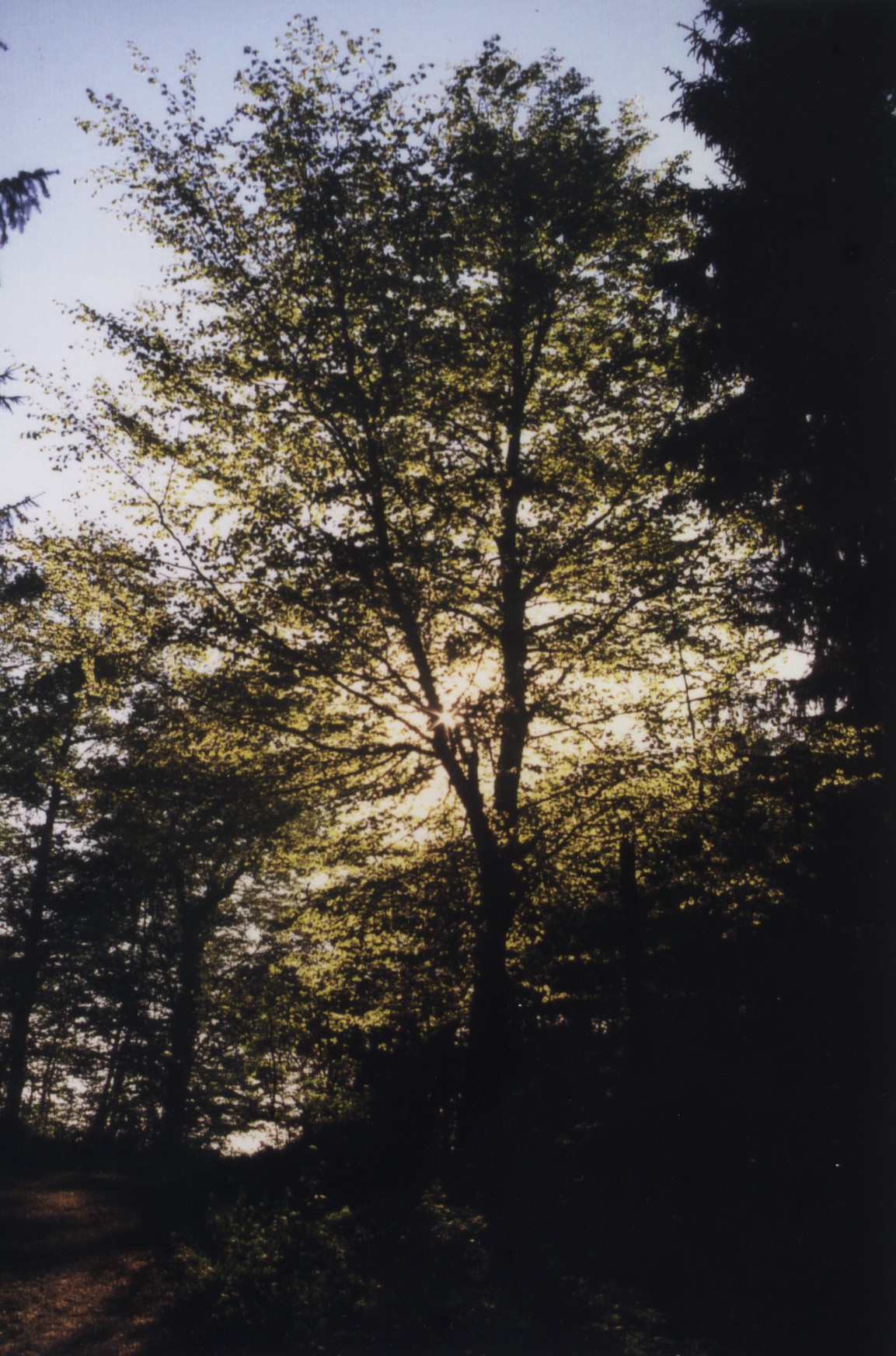 1997-Baum-im-Gegenlicht-bei-Lauffen-am-Neckar.jpg