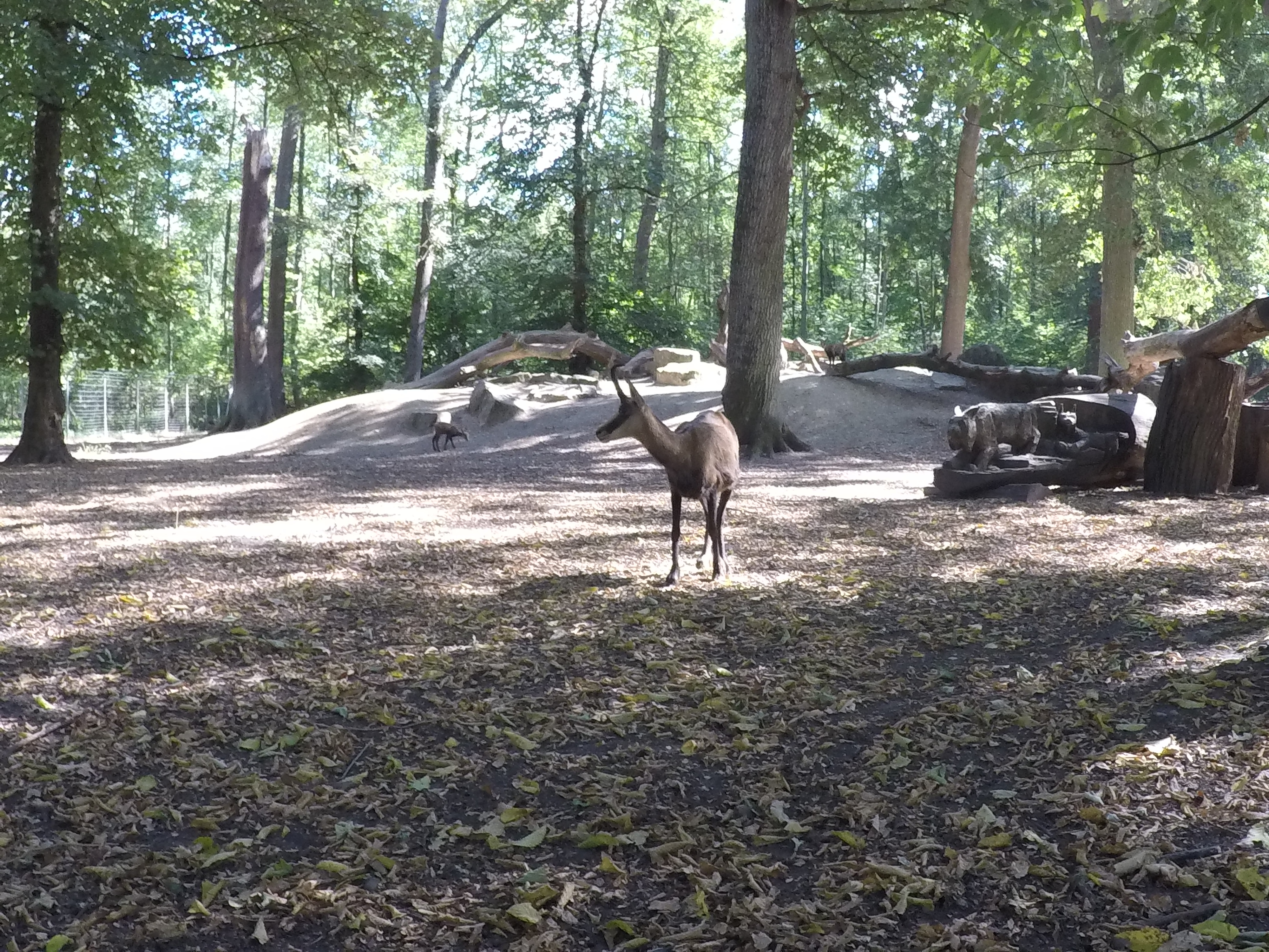 20.08.2022 - Eine Alpengams im Tierpark-Oberwald in Karlsruhe