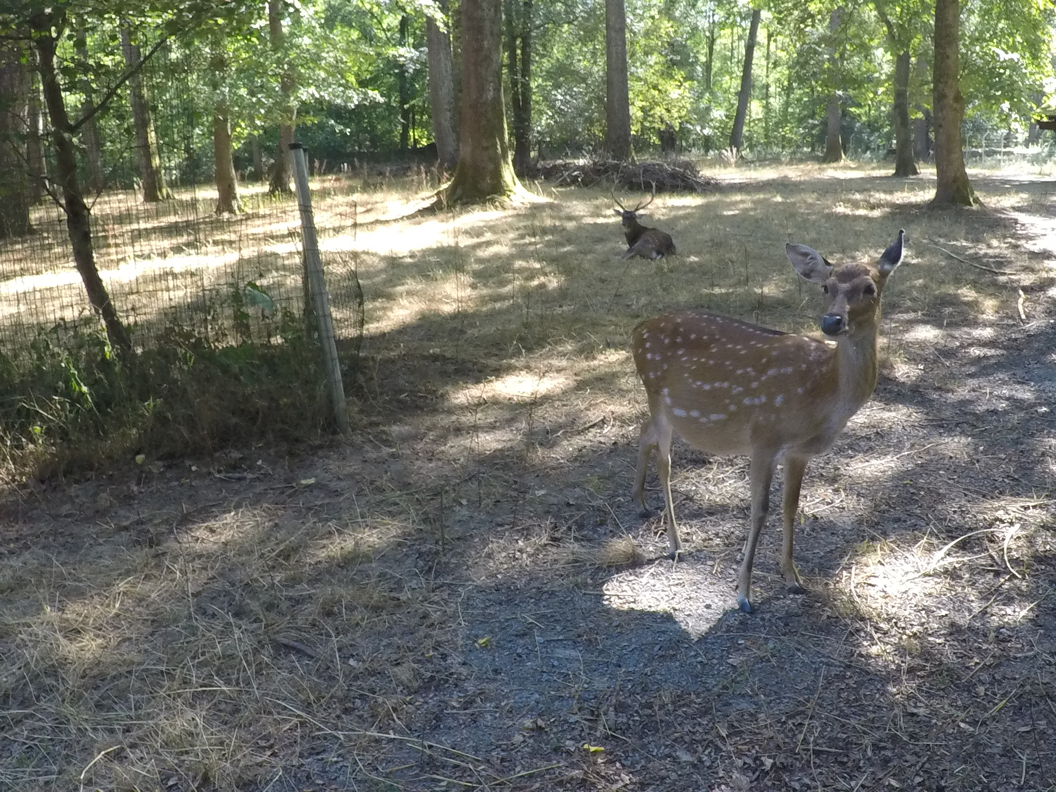 20.08.2022 - Das Vietnam-Sikawild im Tierpark-Oberwald in Karlsruhe