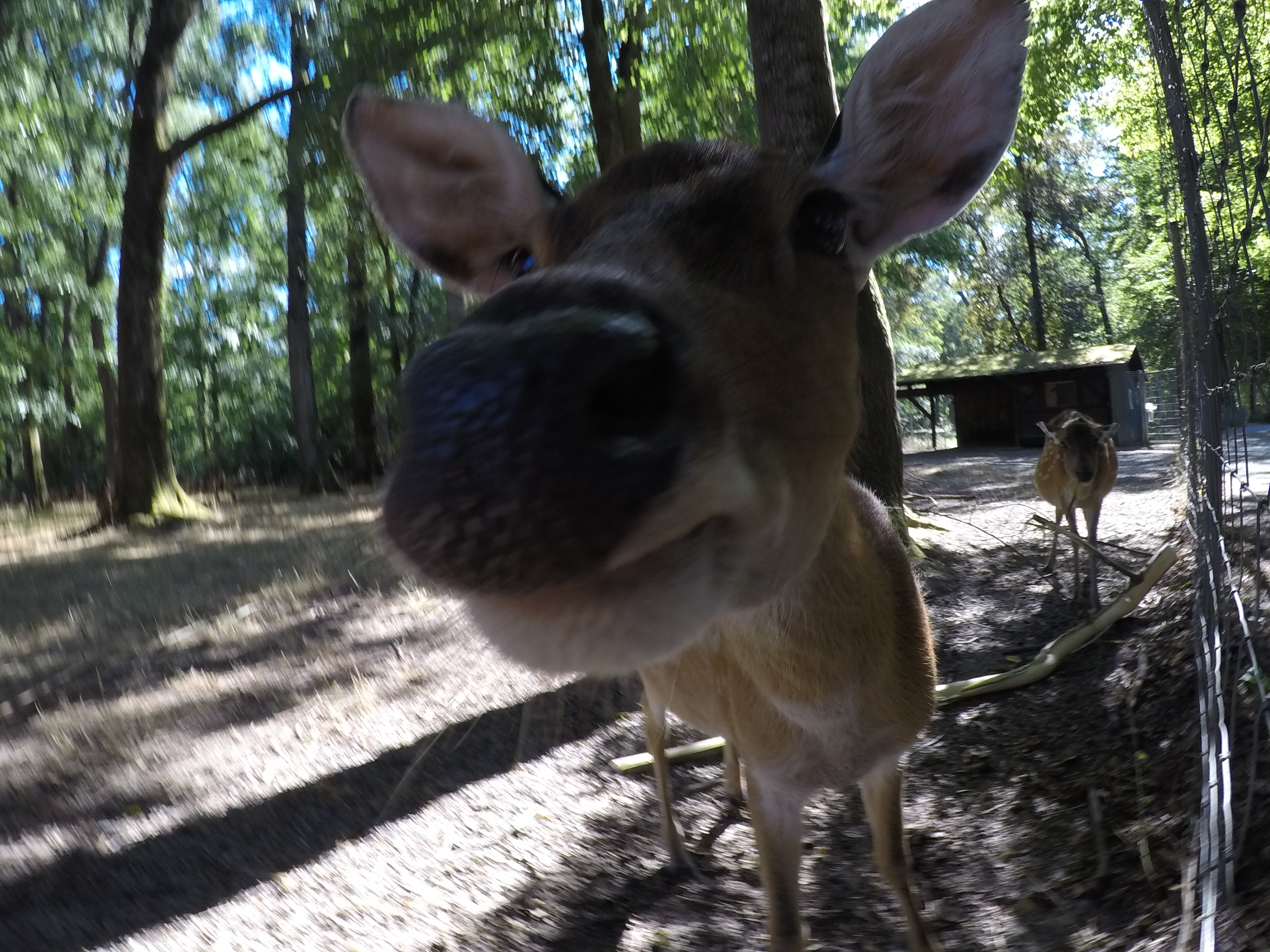 20.08.2022 - Das Vietnam-Sikawild im Tierpark-Oberwald in Karlsruhe