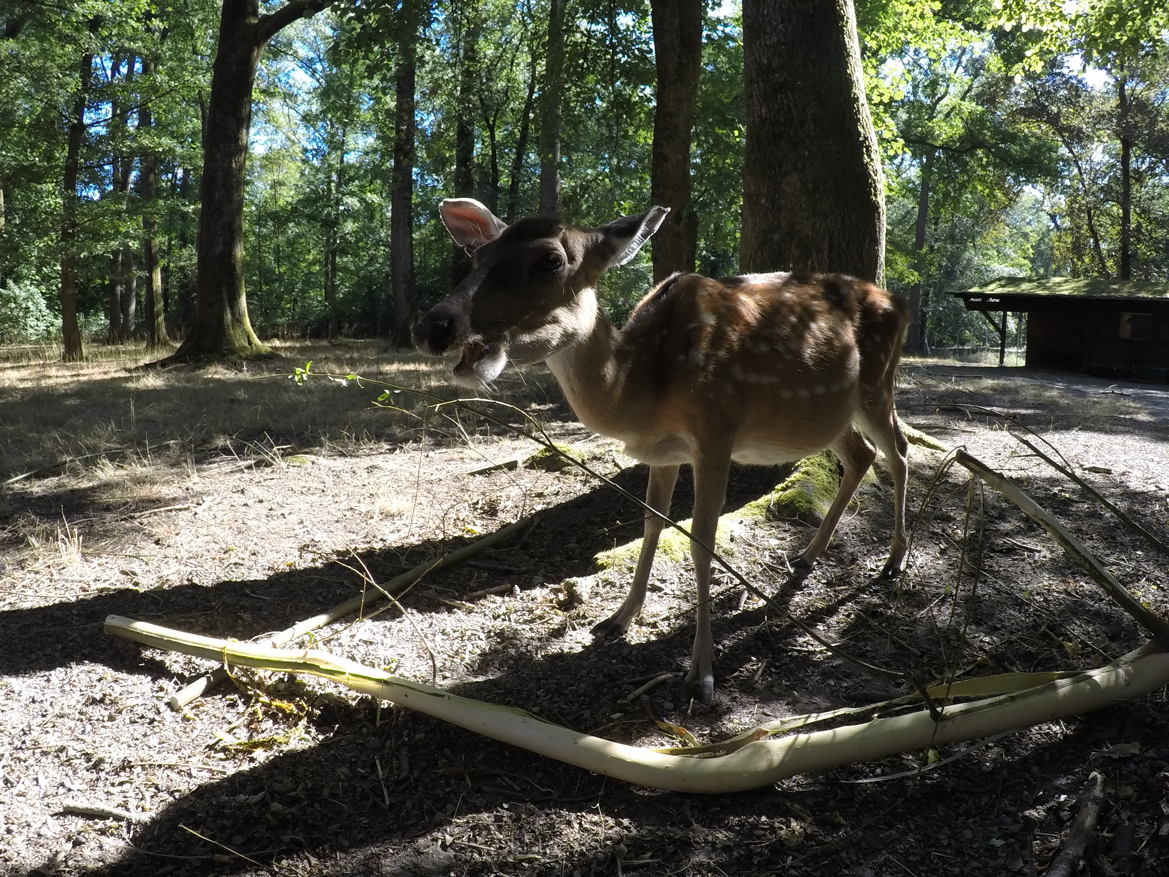 20.08.2022 - Das Vietnam-Sikawild im Tierpark-Oberwald in Karlsruhe