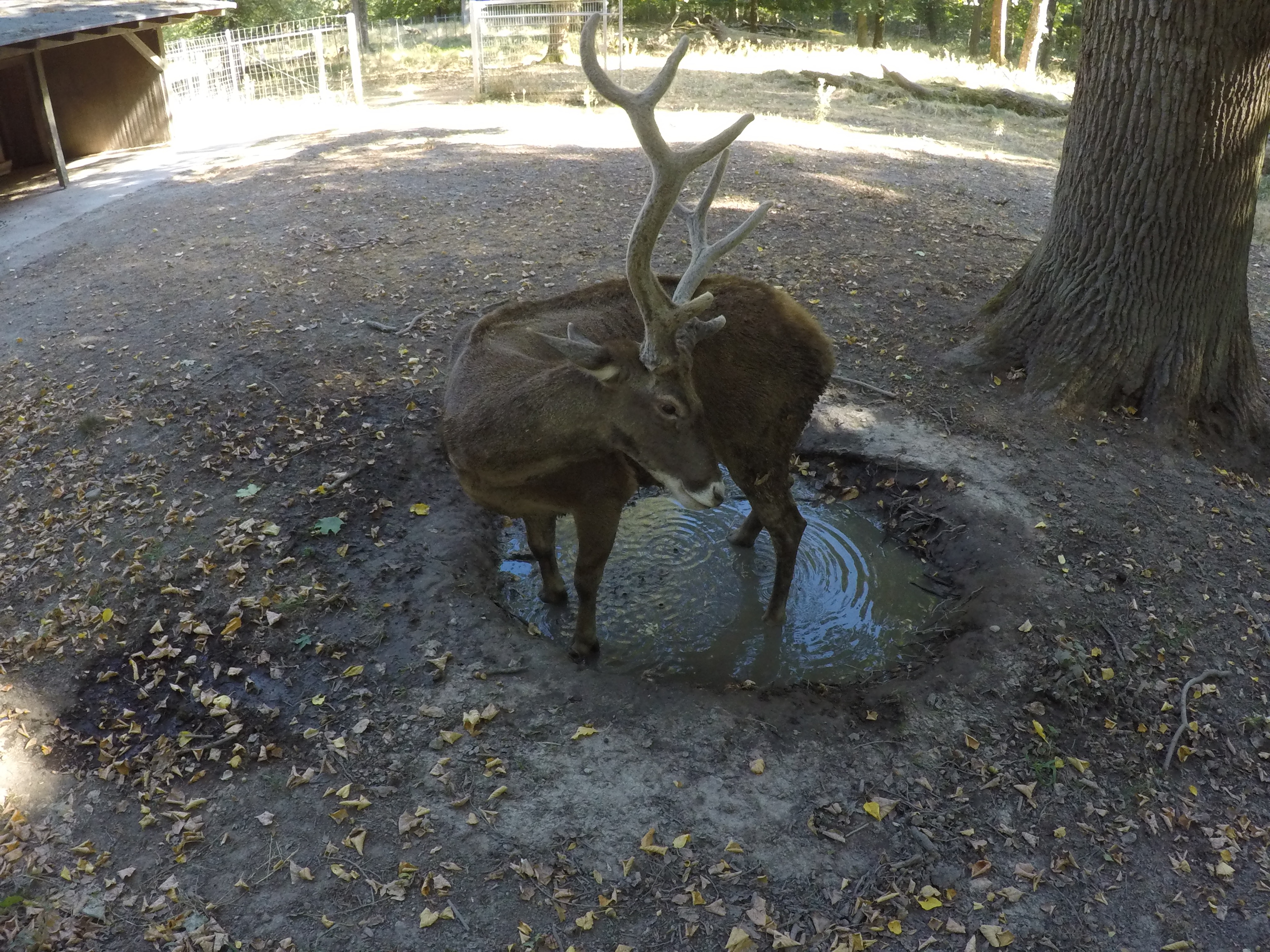 20.08.2022 - Ein Weißlippenhirsch im Tierpark-Oberwald in Karlsruhe