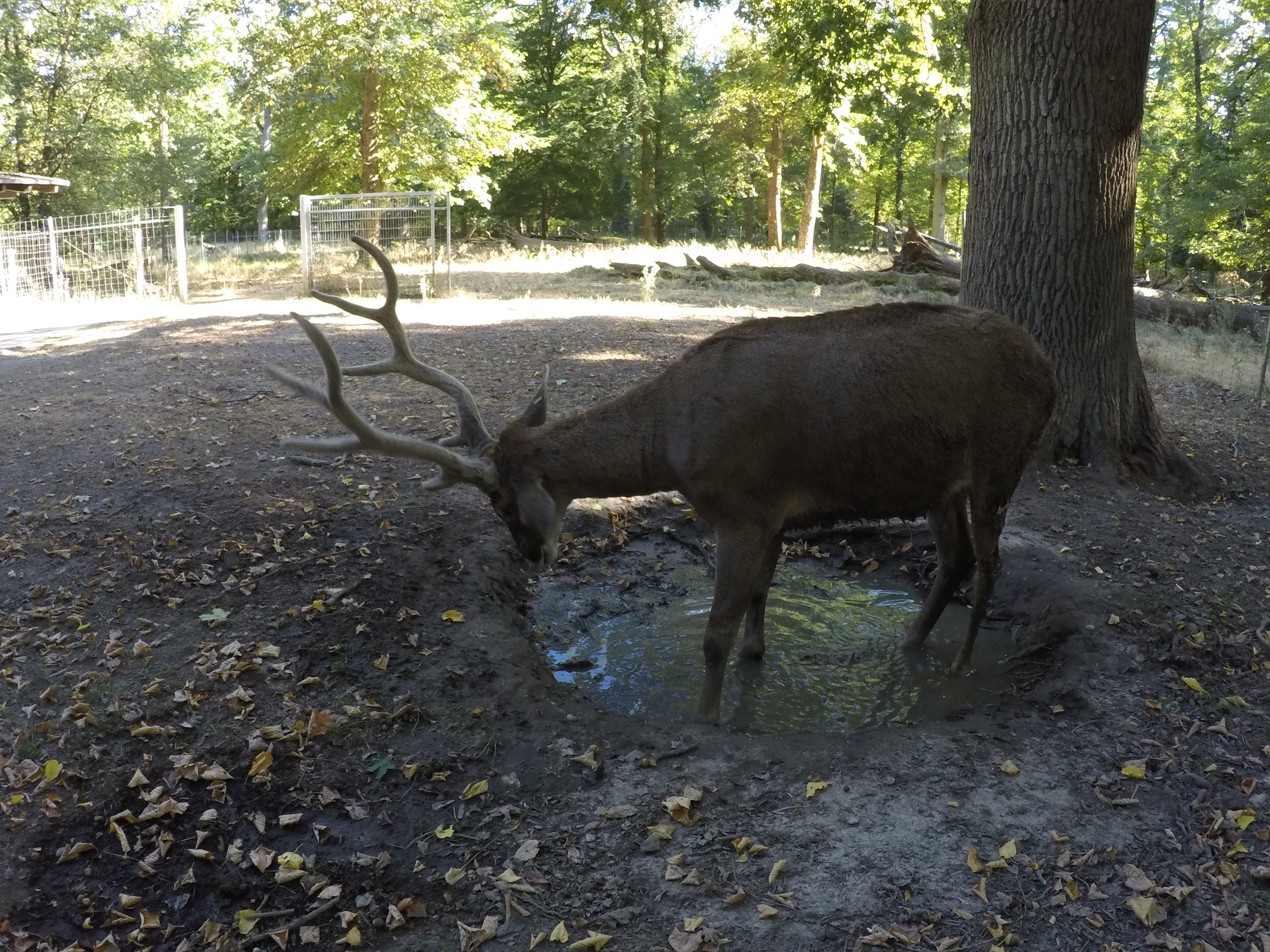 20.08.2022 - Ein Weißlippenhirsch im Tierpark-Oberwald in Karlsruhe