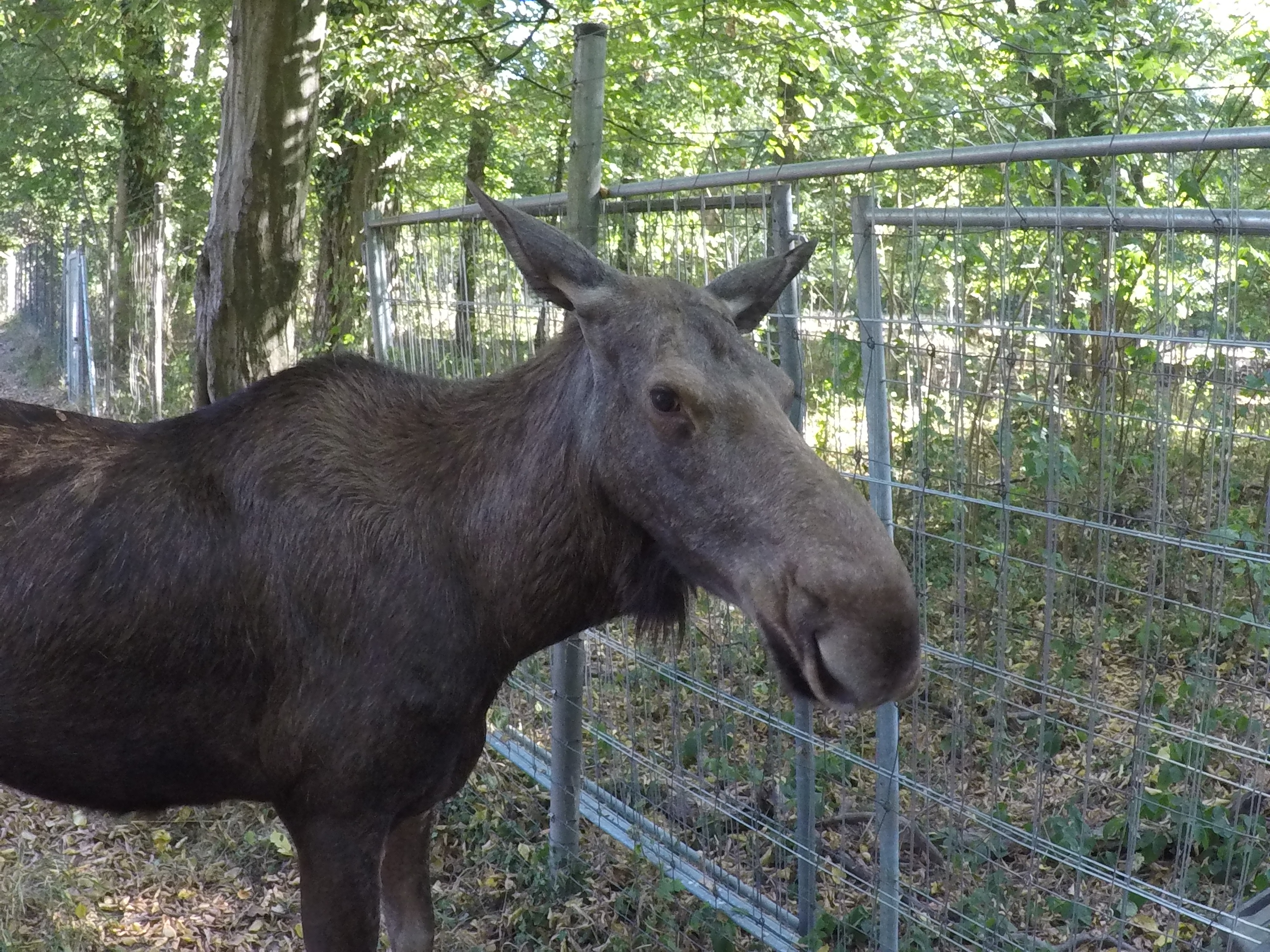 20.08.2022 - Ein männlicher Eurasischer-Elch im Tierpark-Oberwald in Karlsruhe