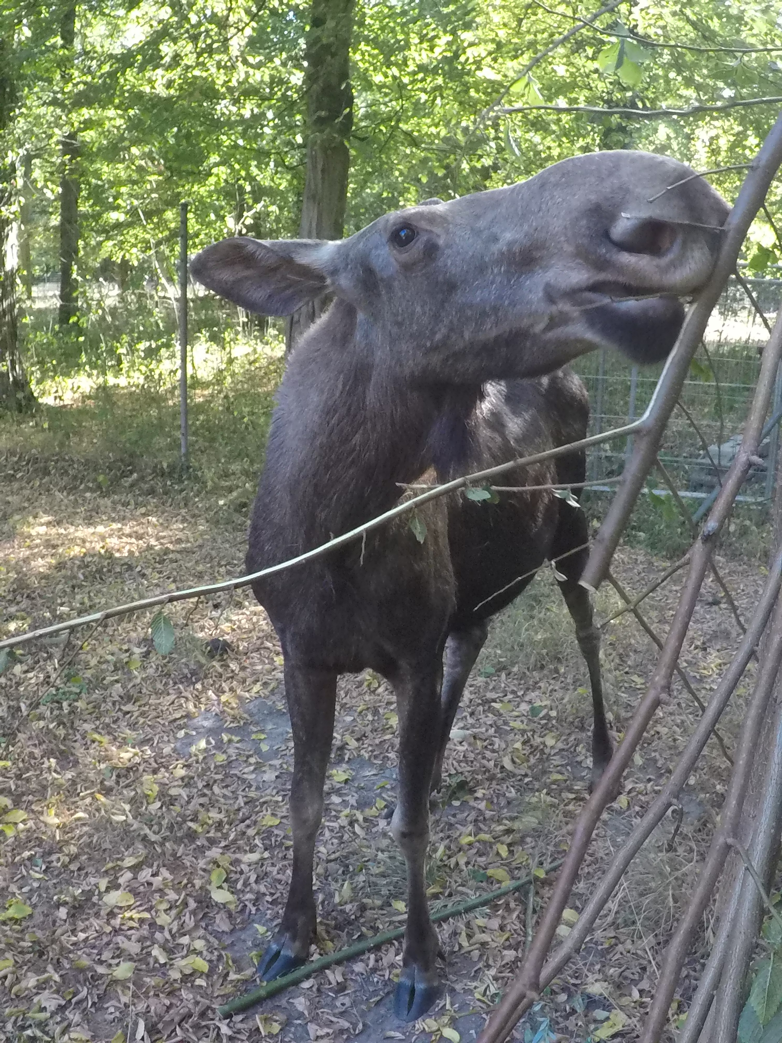 20.08.2022 - Ein männlicher Eurasischer-Elch im Tierpark-Oberwald in Karlsruhe