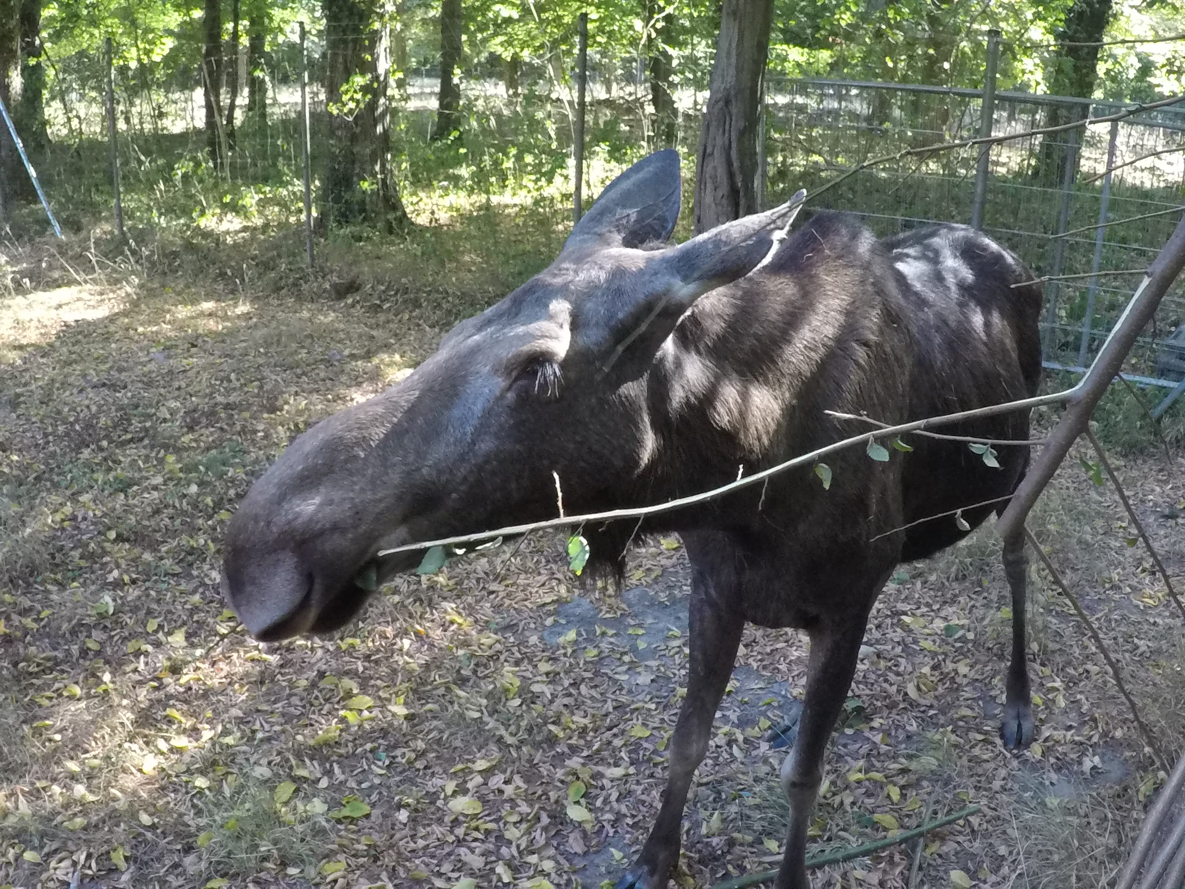 20.08.2022 - Ein männlicher Eurasischer-Elch im Tierpark-Oberwald in Karlsruhe