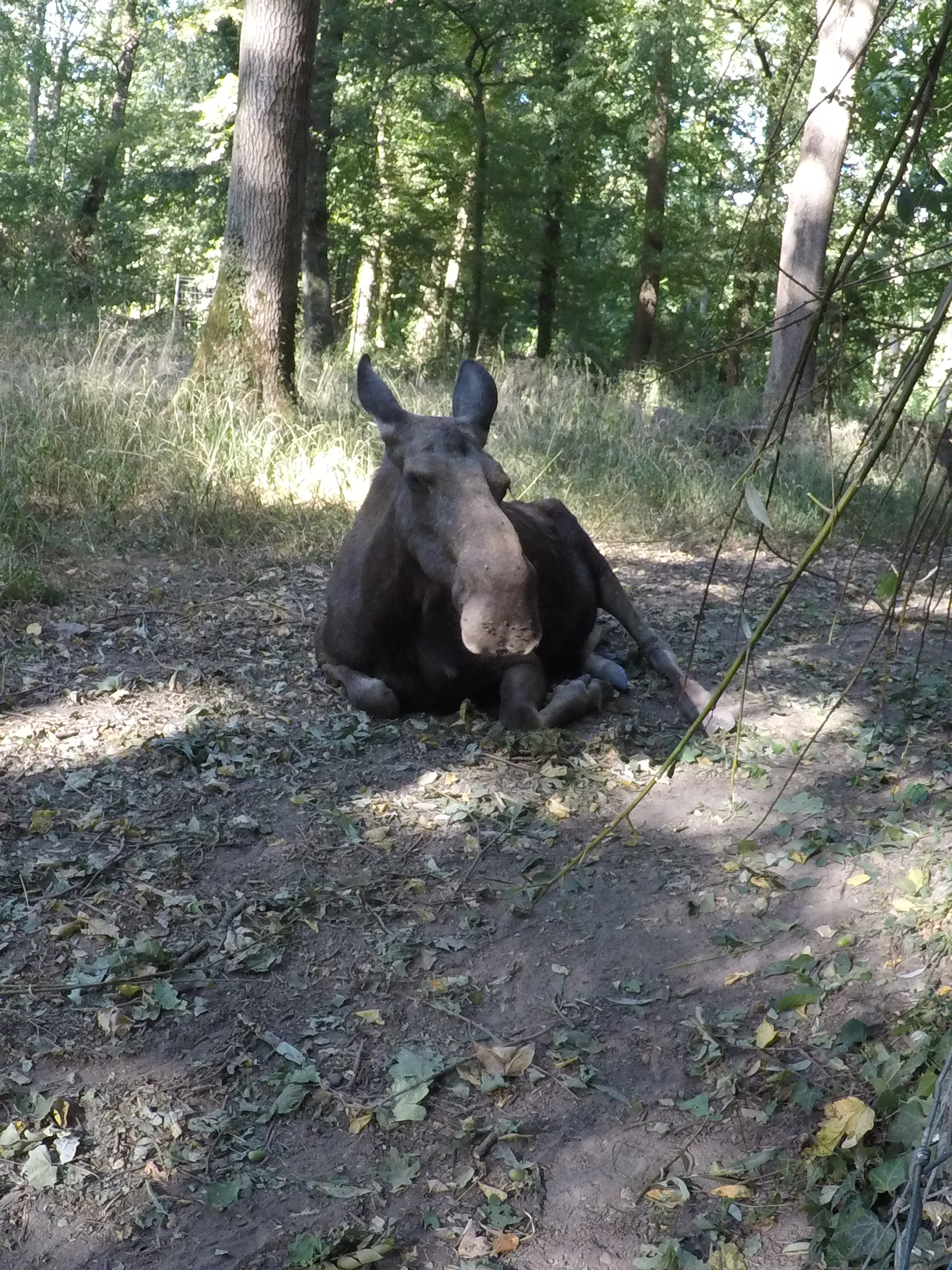20.08.2022 - Ein weiblicher Eurasischer-Elch im Tierpark-Oberwald in Karlsruhe