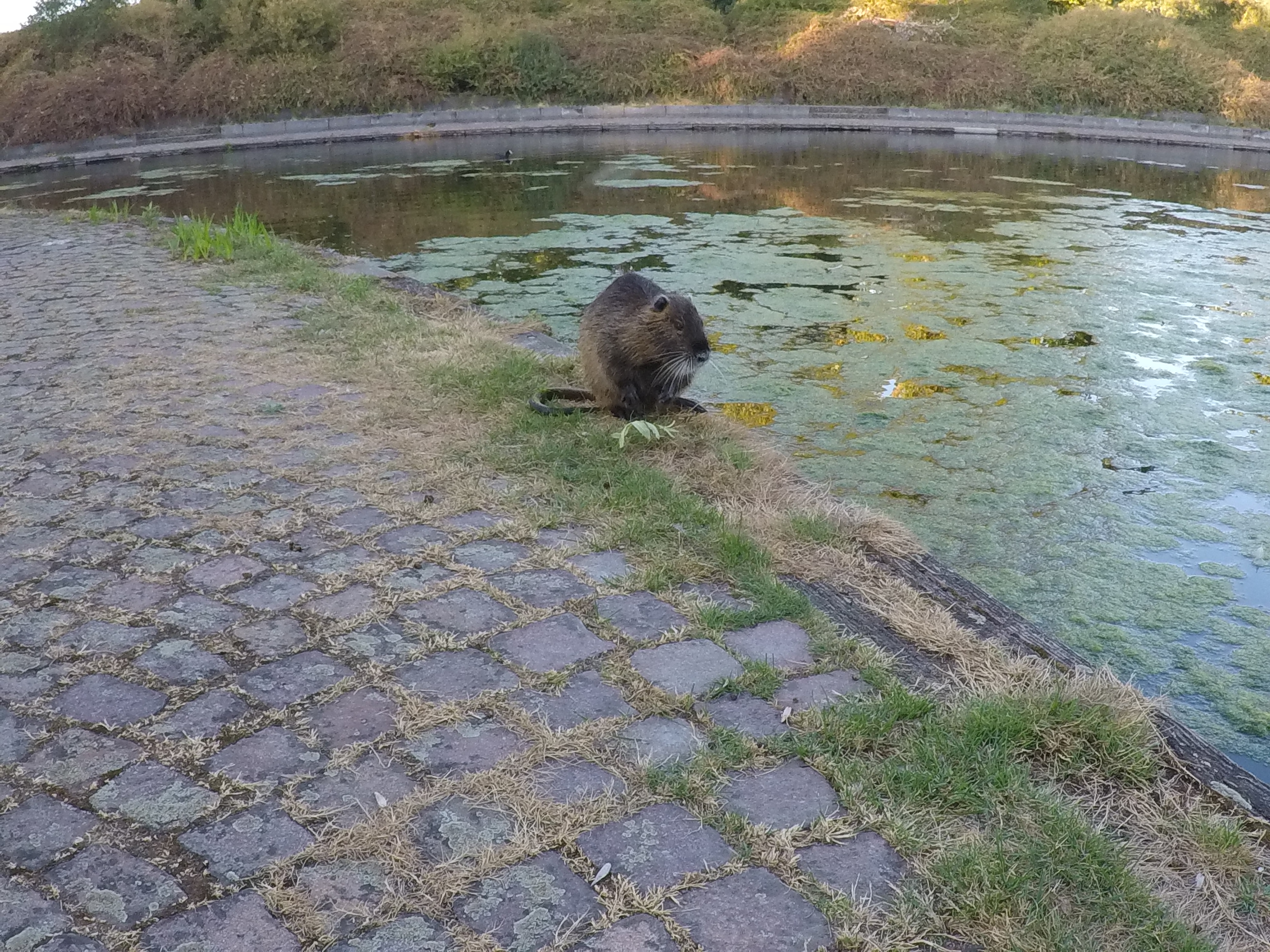 20.08.2022 - Ein Nutria in der Günther-Klotz-Anlage in Karlsruhe