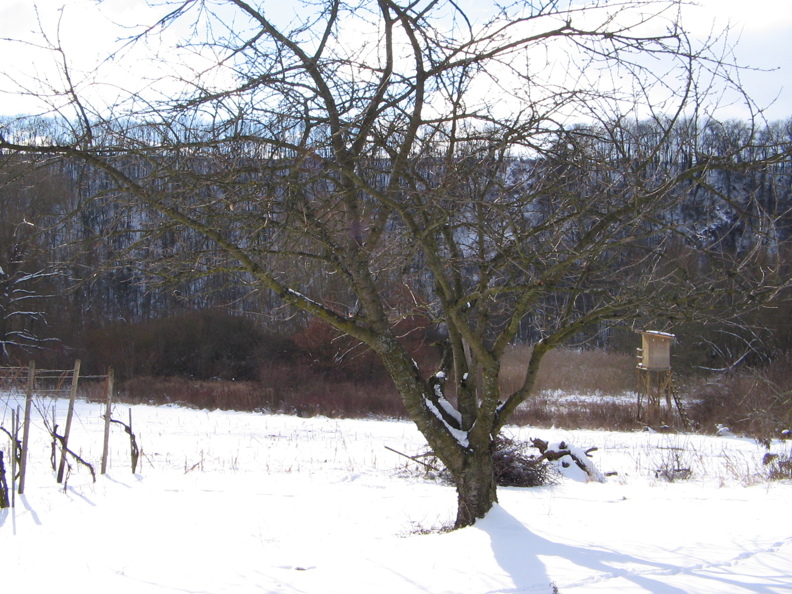 27.02.2005 - Baum im Schnee - Alte Neckarschlinge bei Lauffen am Neckar