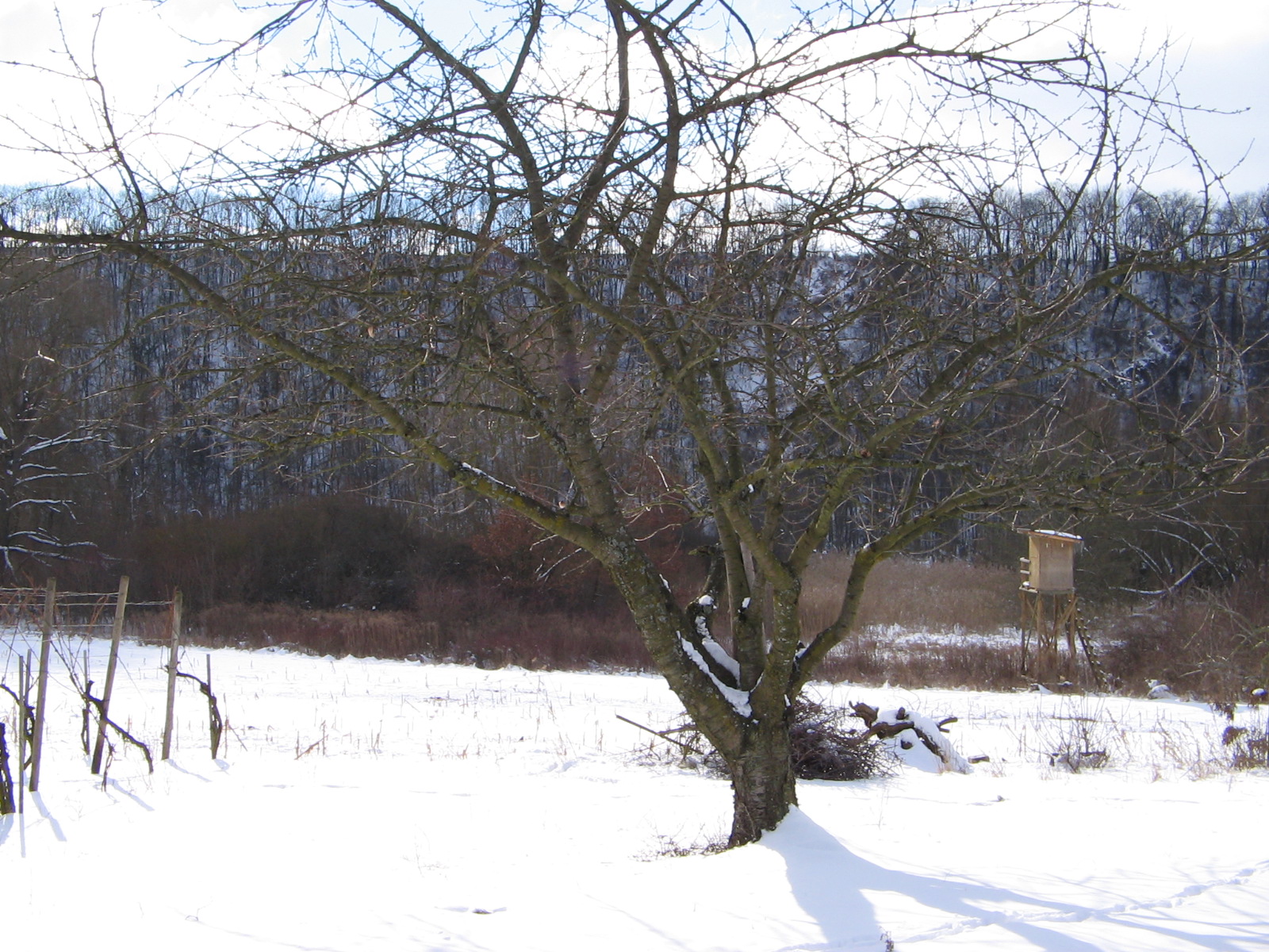 Baum im Schnee in der alten Neckarschlinge (Foto)