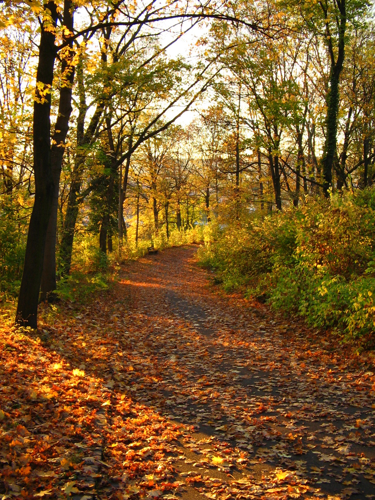 Herbst im Park der Villa Berg Stuttgart (Foto)