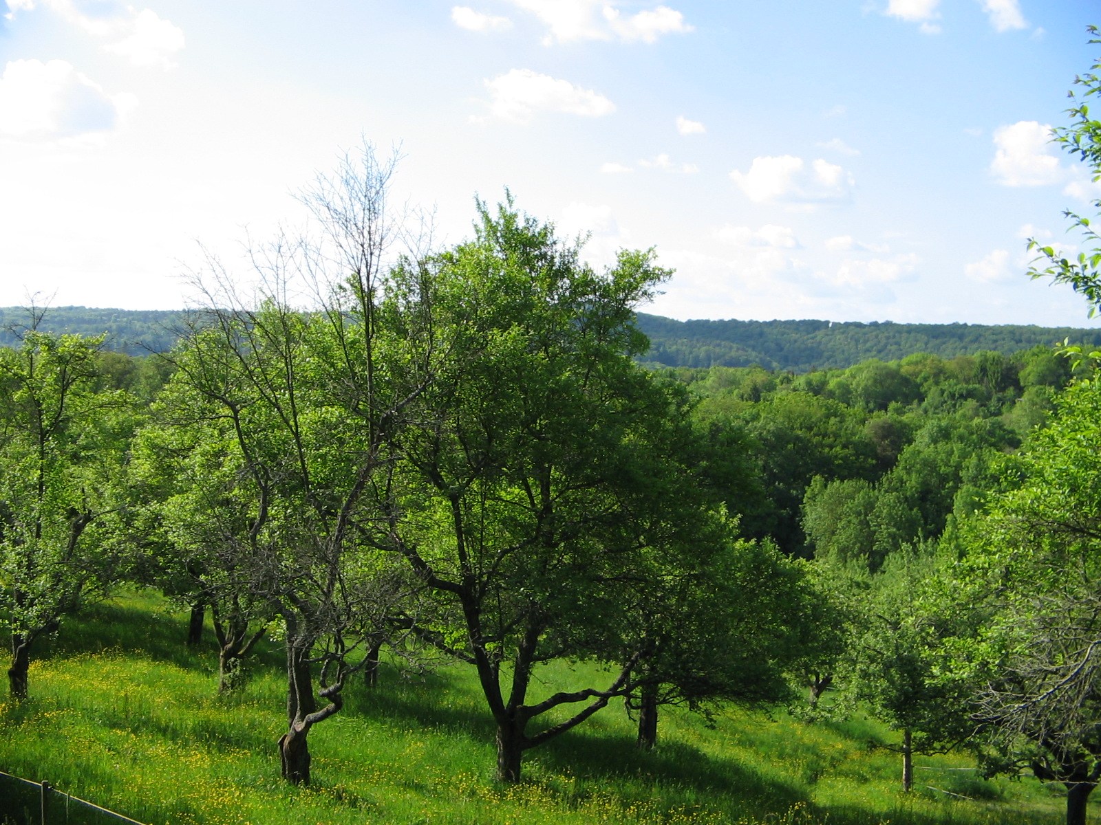 Blick von Landschaftschutzgebiet Im Kressart Richtung Birkenkopf (Foto)