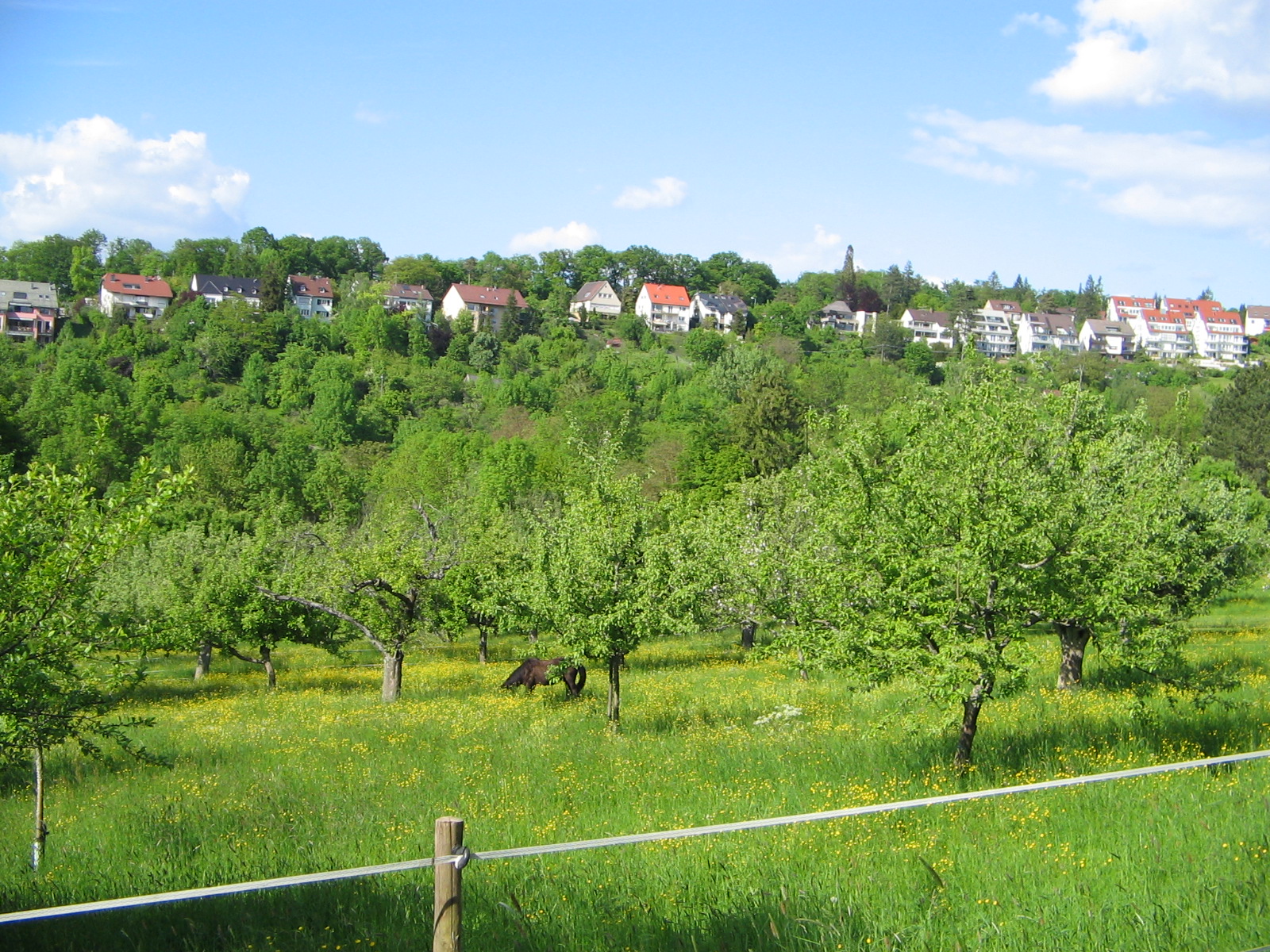 Blick von Landschaftschutzgebiet Im Kressart Richtung Dornhalde (Foto)