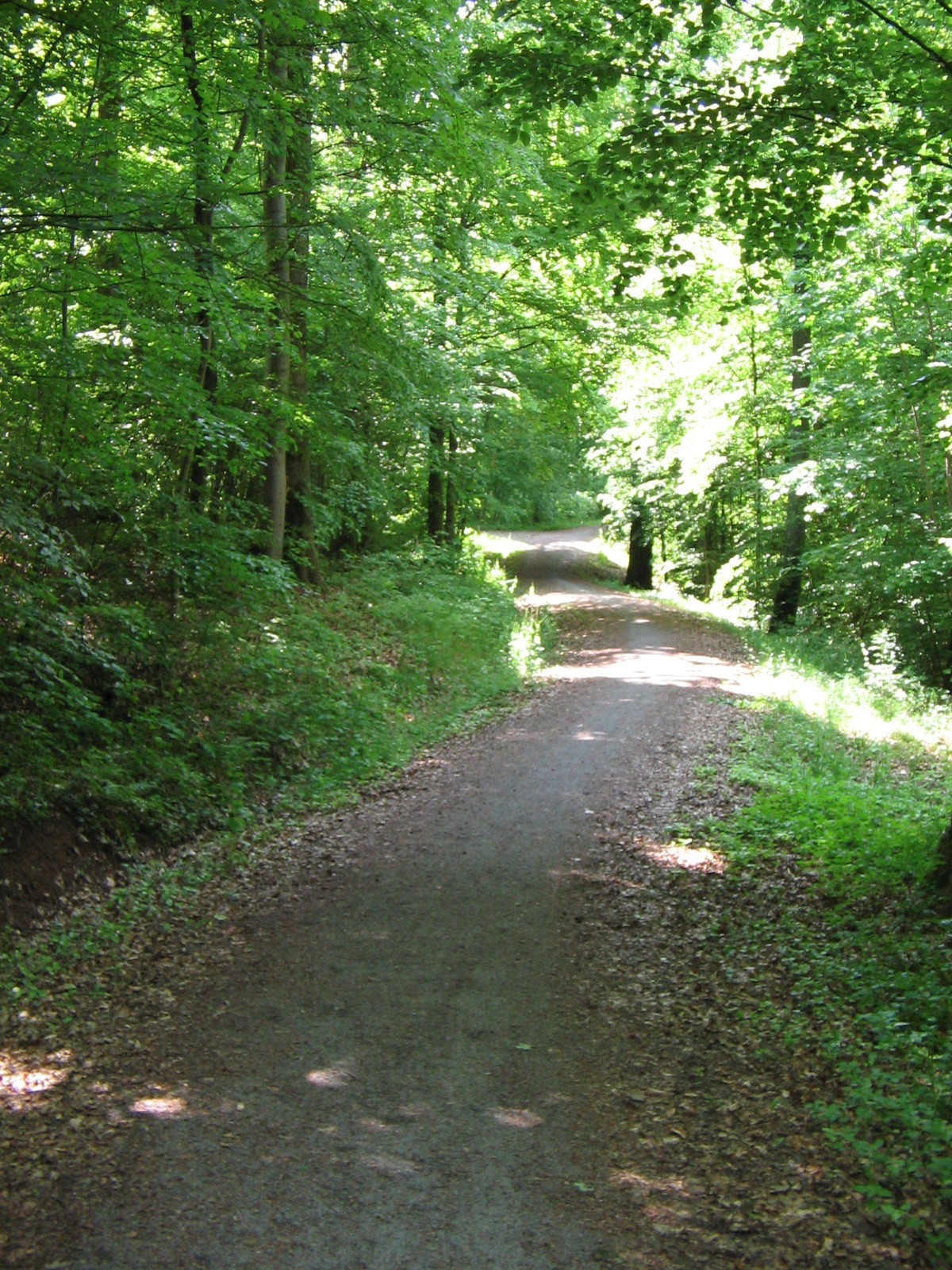 Im Dornhaldenwald (Foto)