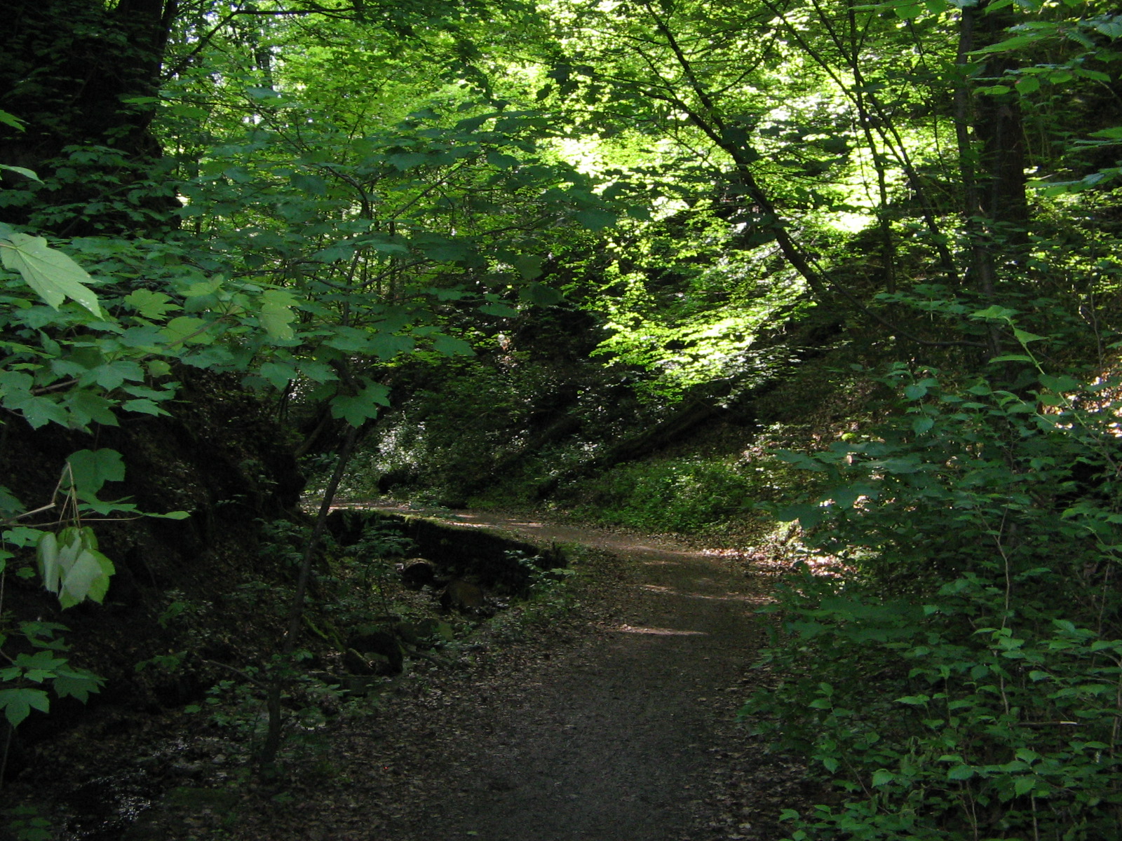In der Schwälblesklinge (Foto)