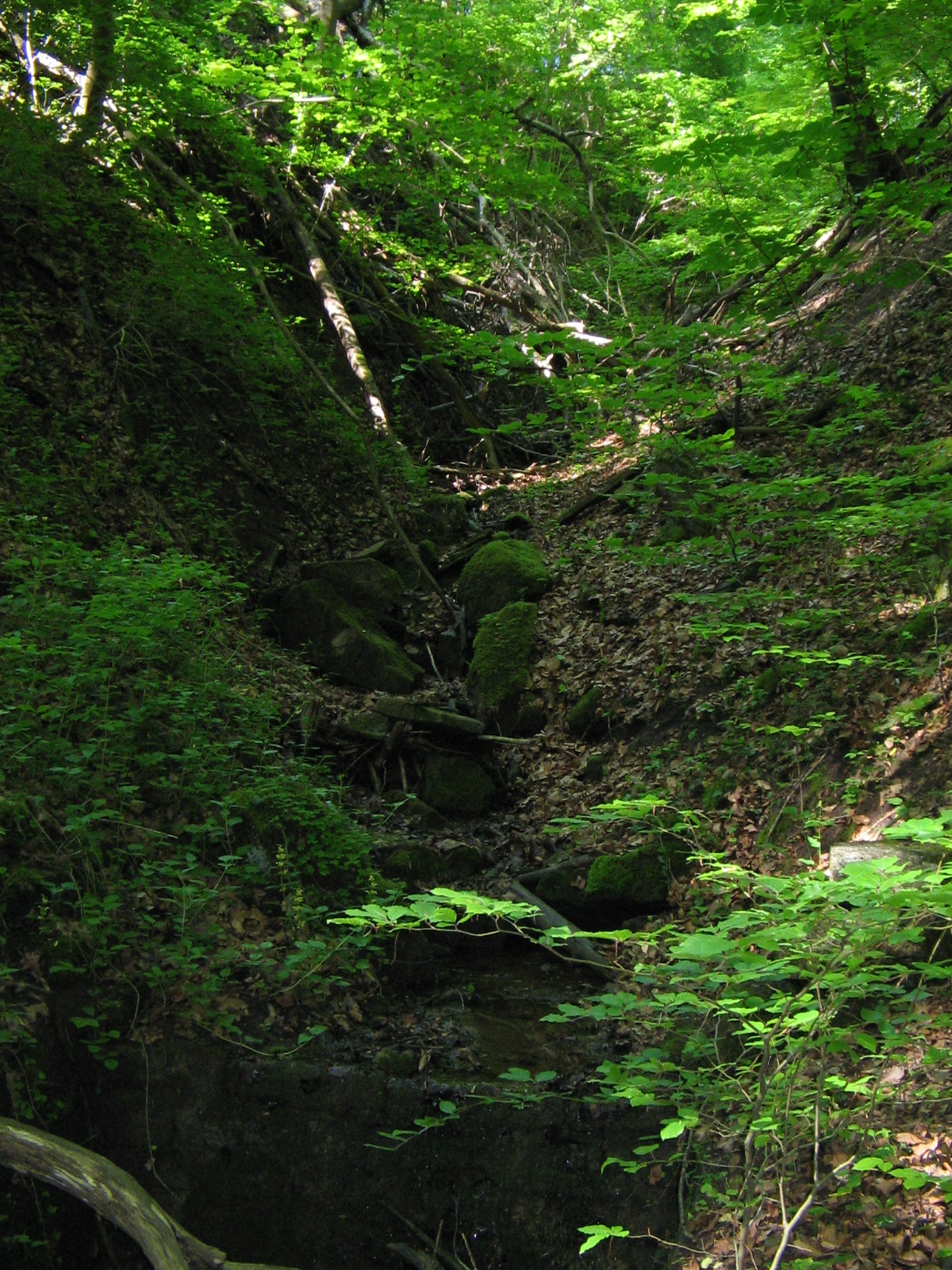 In der Schwälblesklinge (Foto)