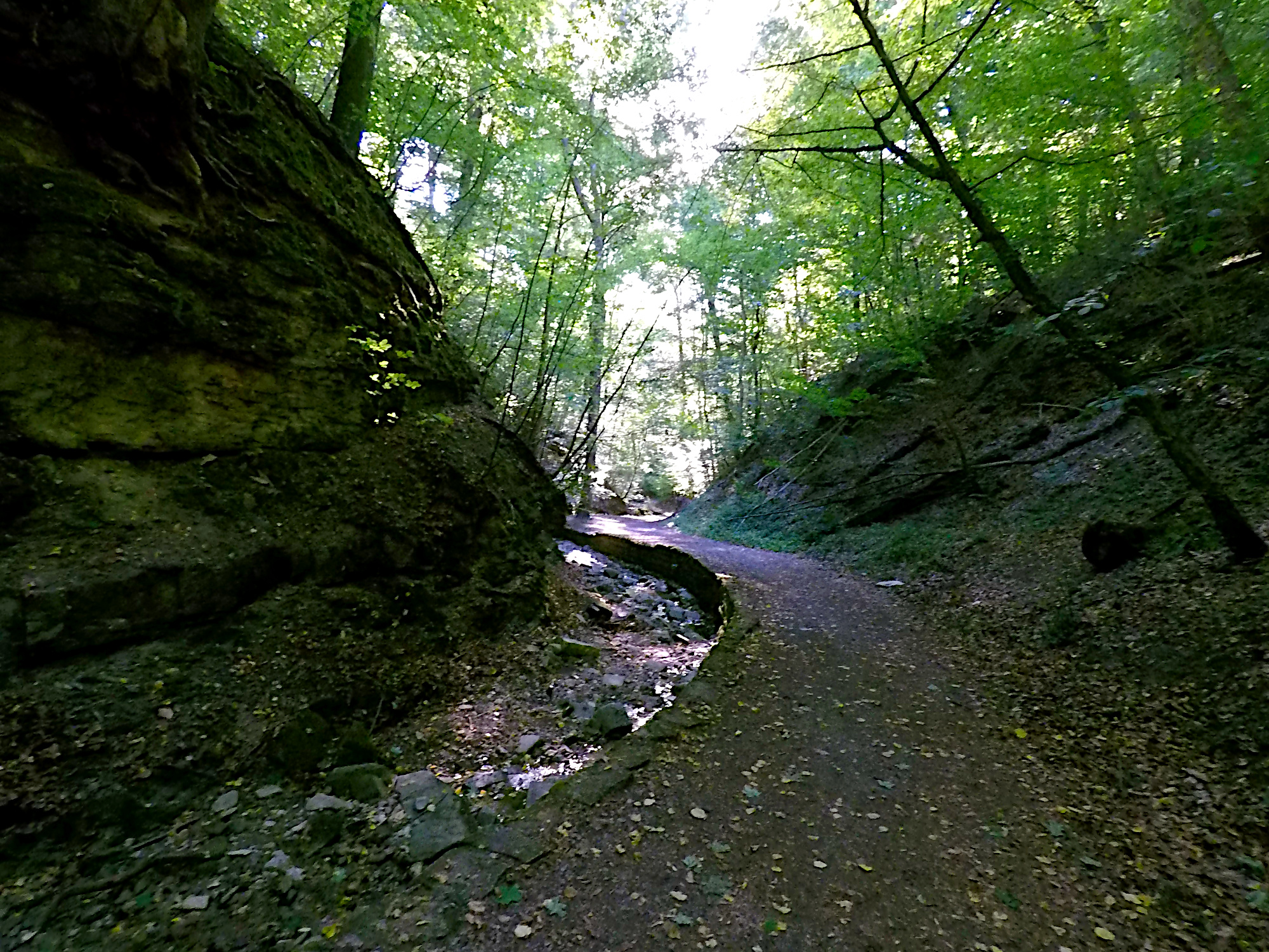 Schwälblesklinge (Foto)