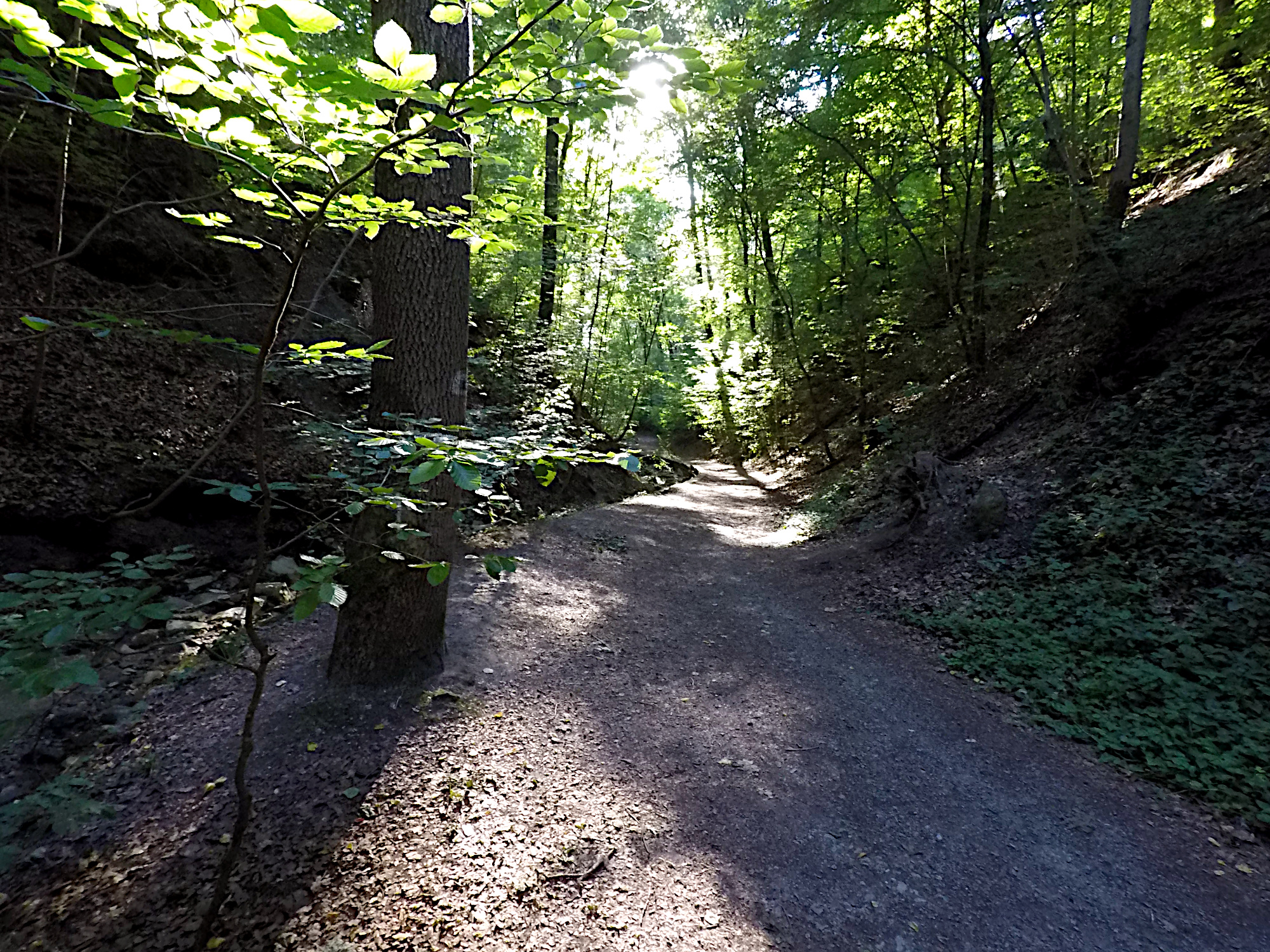 Schwälblesklinge (Foto)