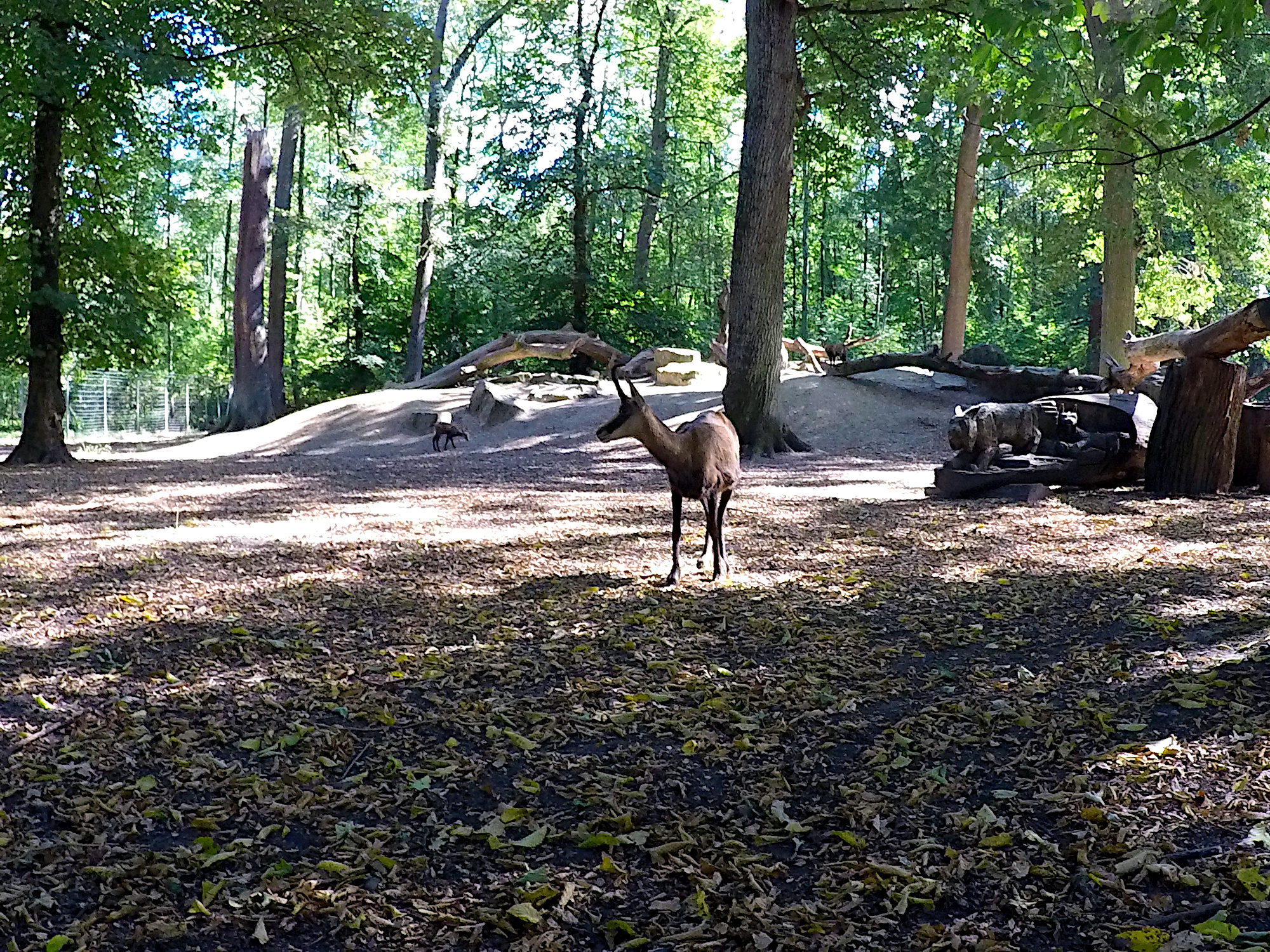 Tierpark-Oberwald (Foto)