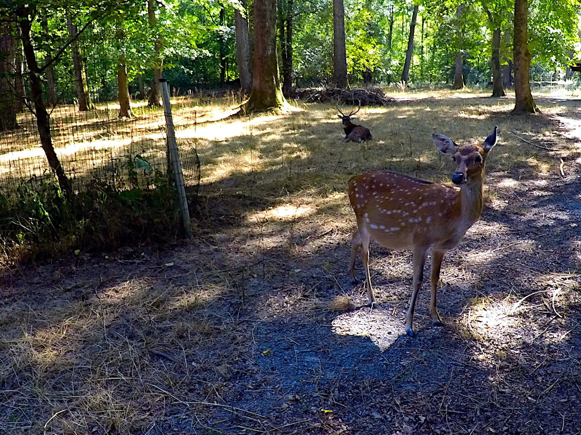 Tierpark-Oberwald (Foto)
