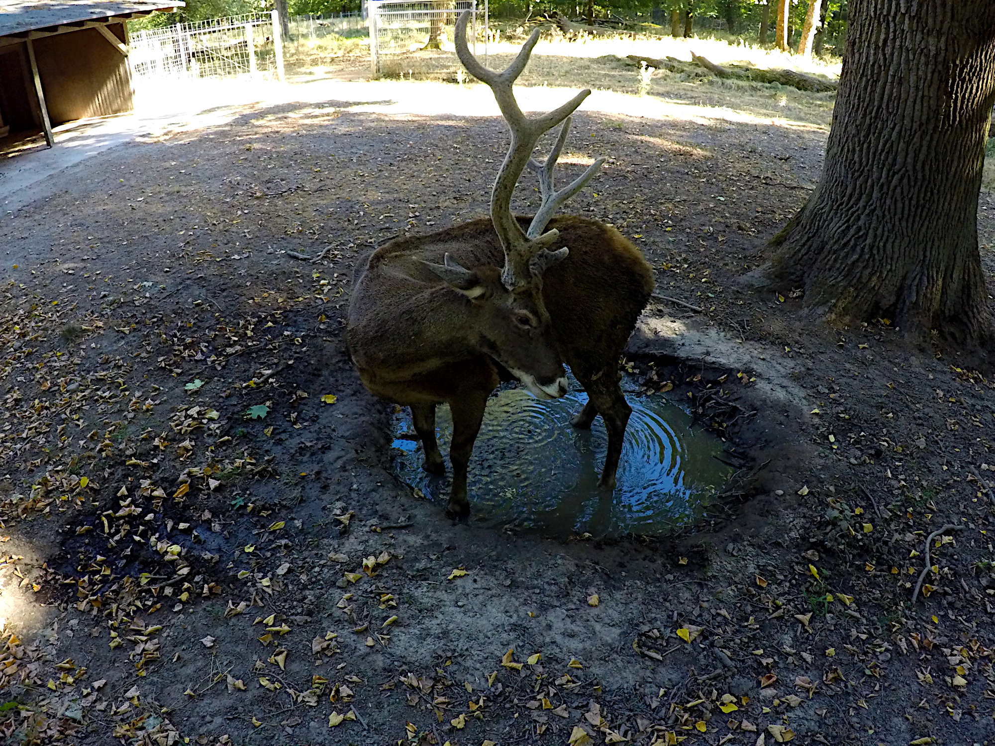 Tierpark-Oberwald (Foto)