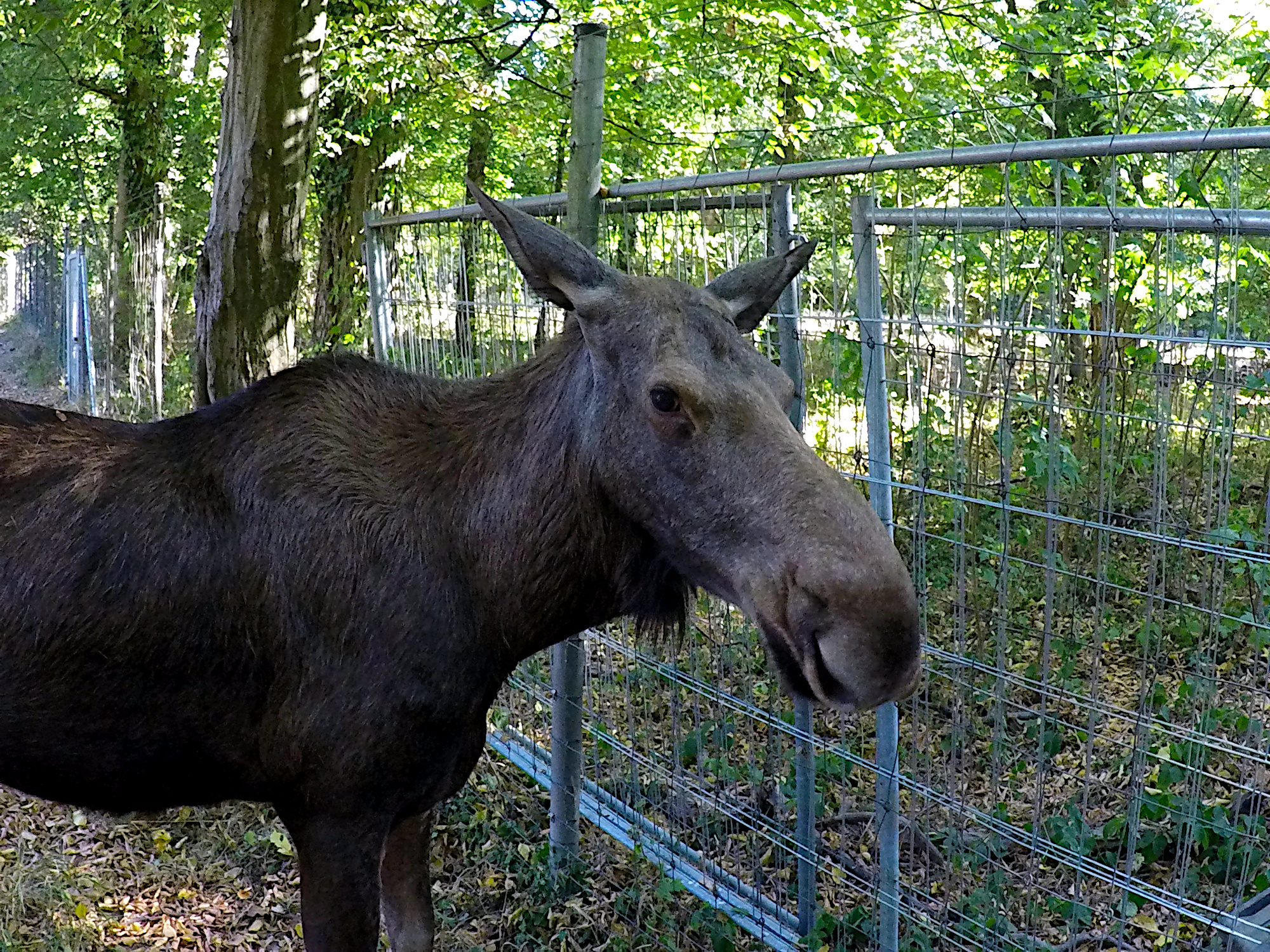 Tierpark-Oberwald (Foto)