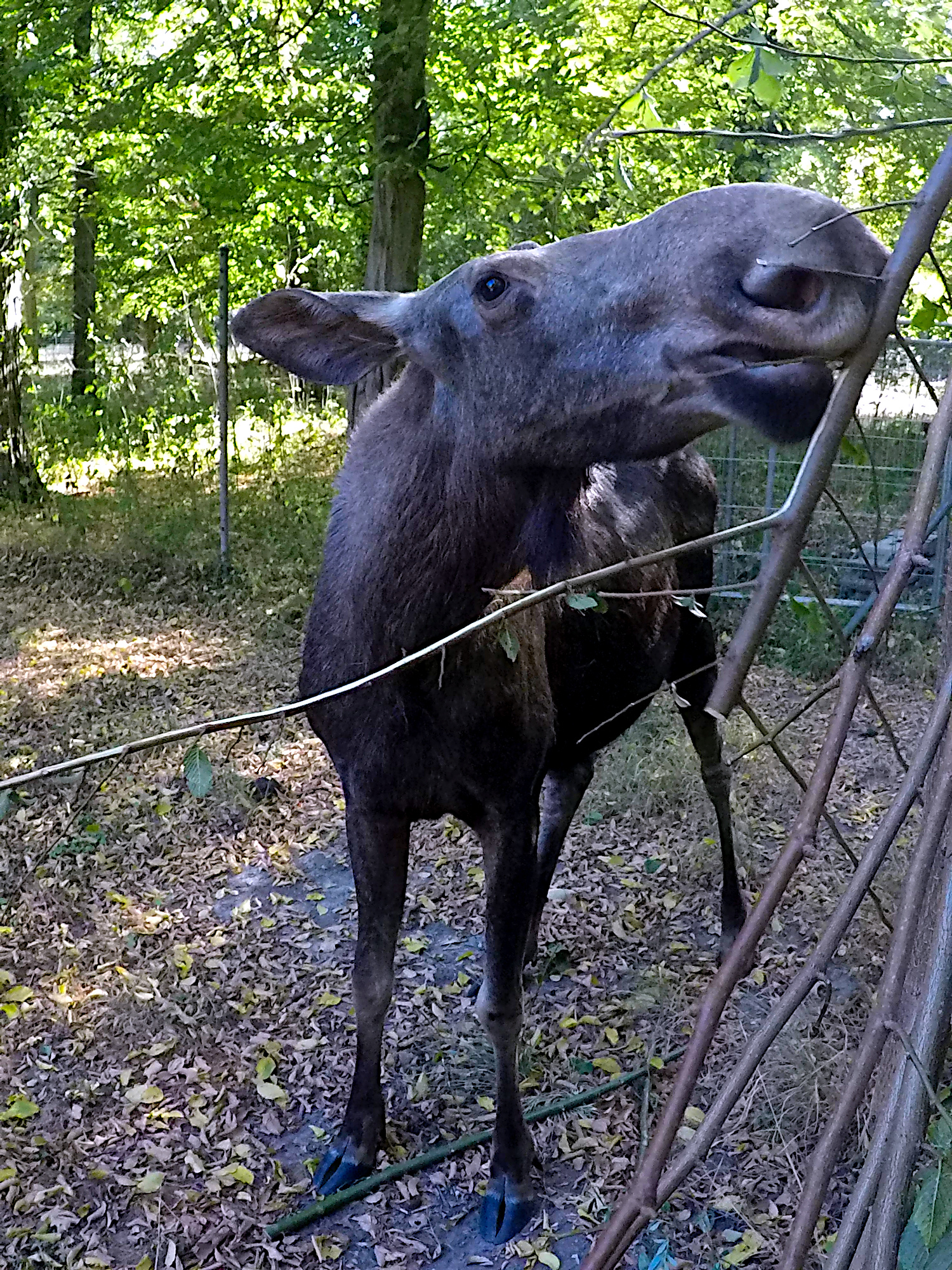 Tierpark-Oberwald (Foto)