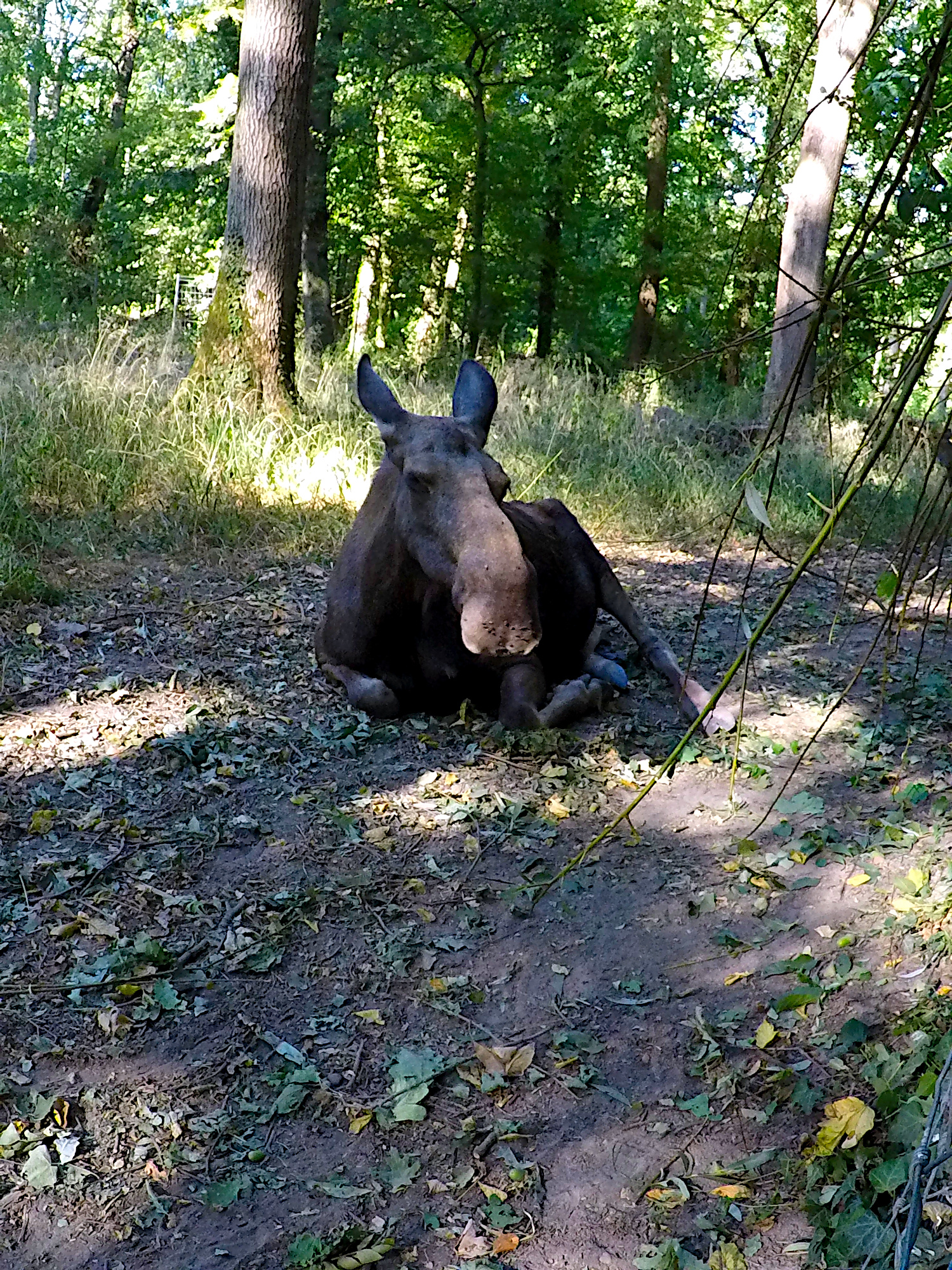 Tierpark-Oberwald (Foto)