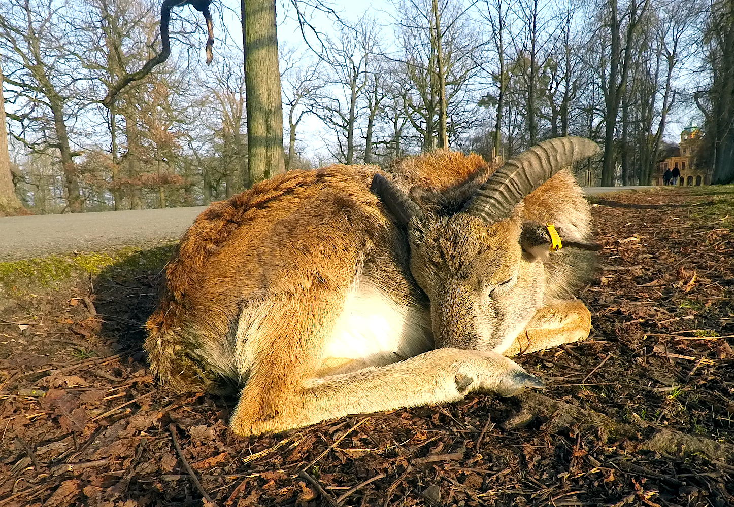 Junges Mufflon im Favoritepark Ludwigsburg (Foto)